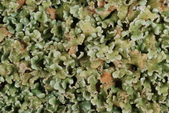 Cladonia strepsilis