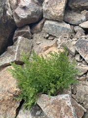 Cryptogramma cascadensis