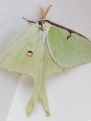 Actias luna