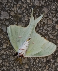 Actias luna