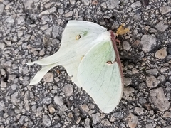 Actias luna