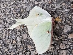 Actias luna