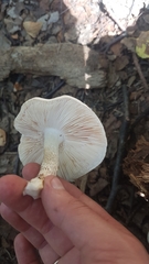 Pluteus leucoborealis