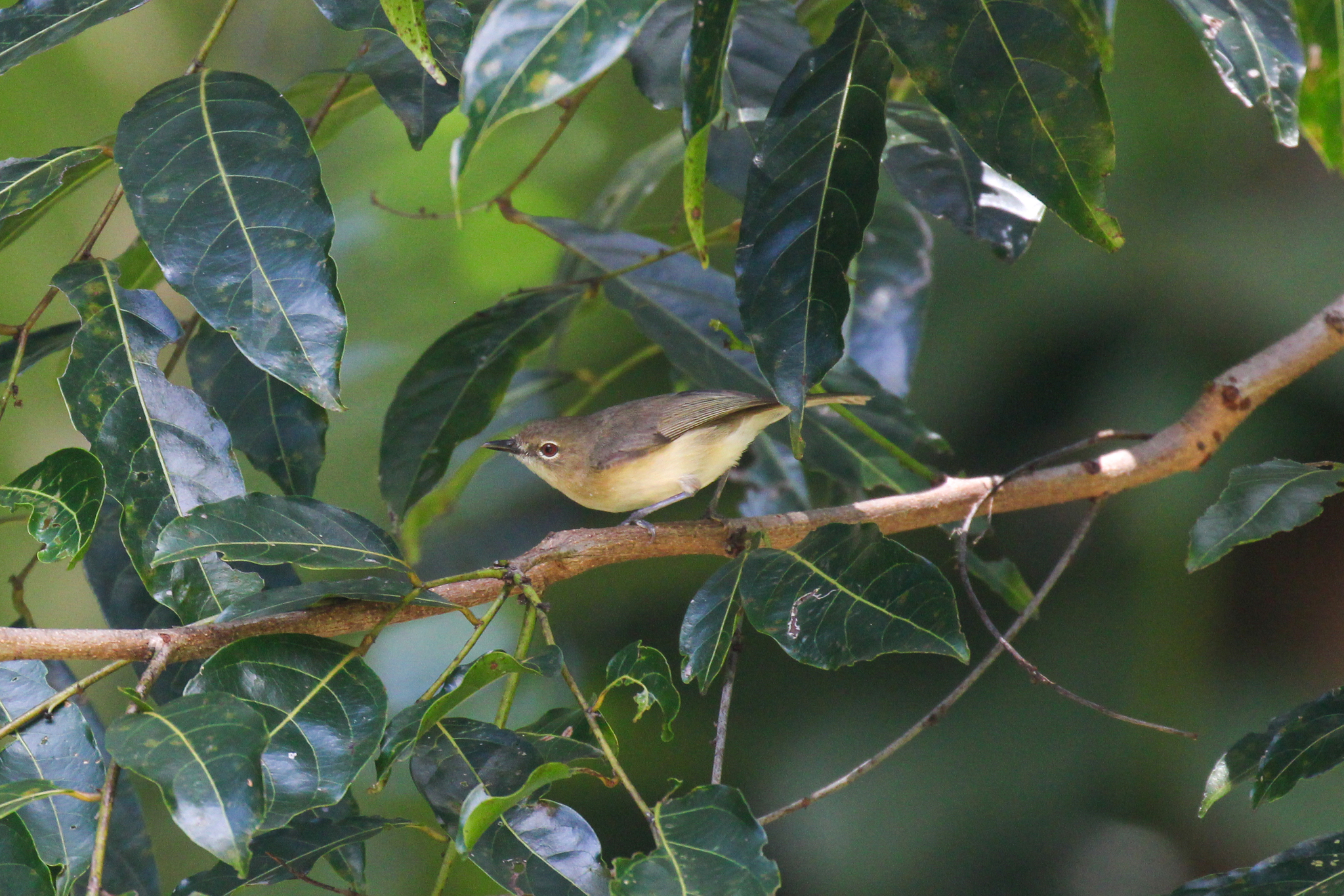 Large-billed Gerygone (Gerygone magnirostris), photo 5