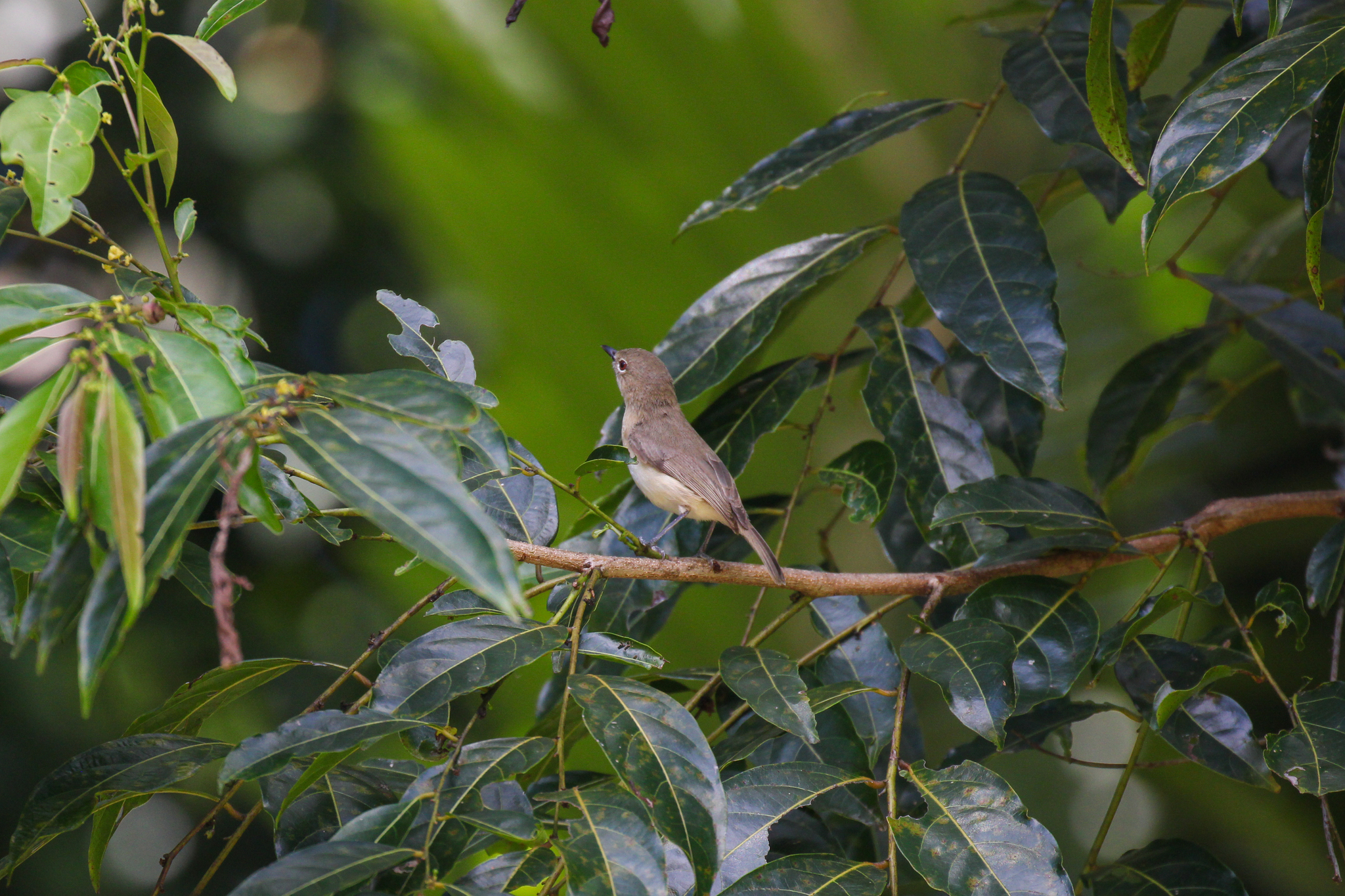 Large-billed Gerygone (Gerygone magnirostris), photo 6