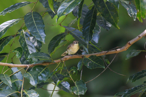 Large-billed Gerygone (Gerygone magnirostris), photo 8
