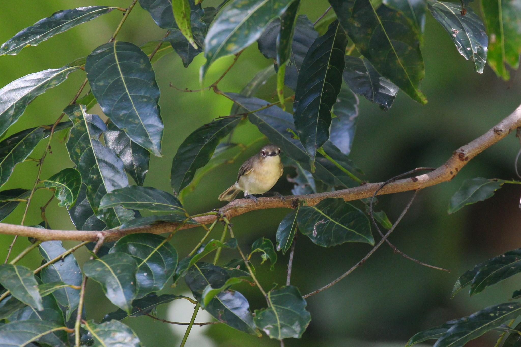 Large-billed Gerygone (Gerygone magnirostris), photo 7