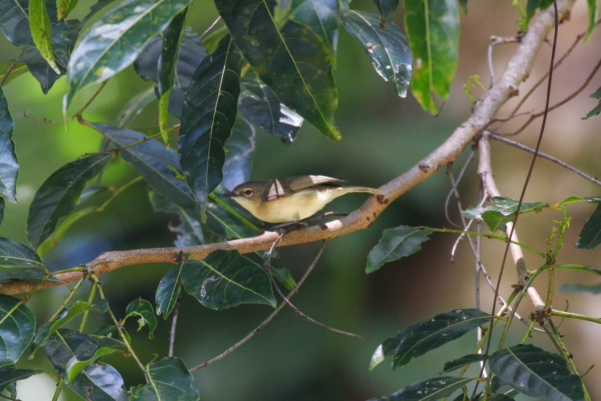 Large-billed Gerygone (Gerygone magnirostris), photo 8