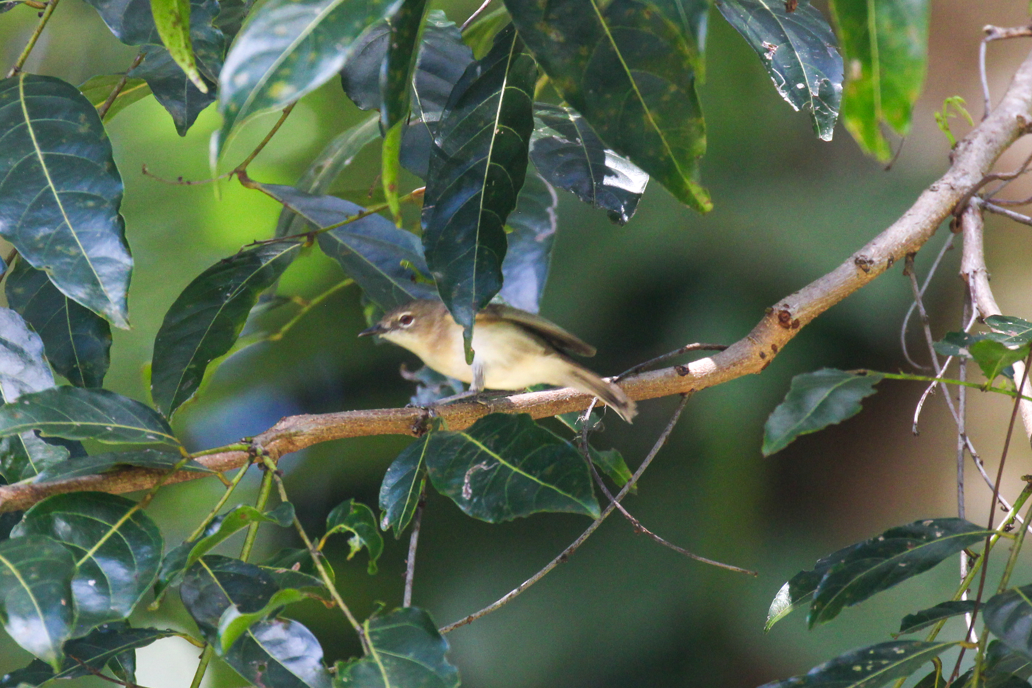 Large-billed Gerygone (Gerygone magnirostris), photo 9