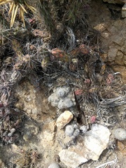 Cylindropuntia cedrosensis