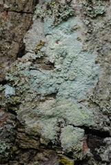 Lecanora conizaeoides