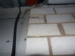 Hemidactylus turcicus