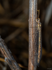 Macronemurus appendiculatus