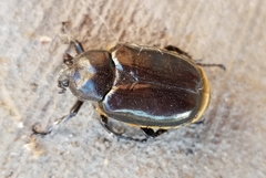 Osmoderma eremicola