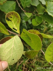 Ehretia amoena, photograph (c) Antoinette Eyssell Knox, some rights reserved (CC BY-SA)