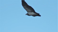 Geranoaetus melanoleucus