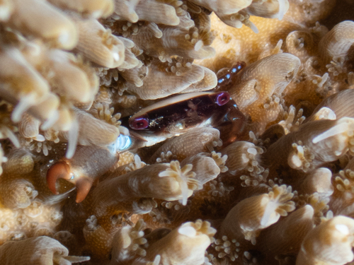 Tetraloides nigrifrons observed 2025-03-22
