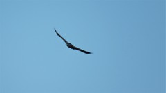 Geranoaetus melanoleucus