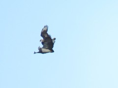 Geranoaetus melanoleucus