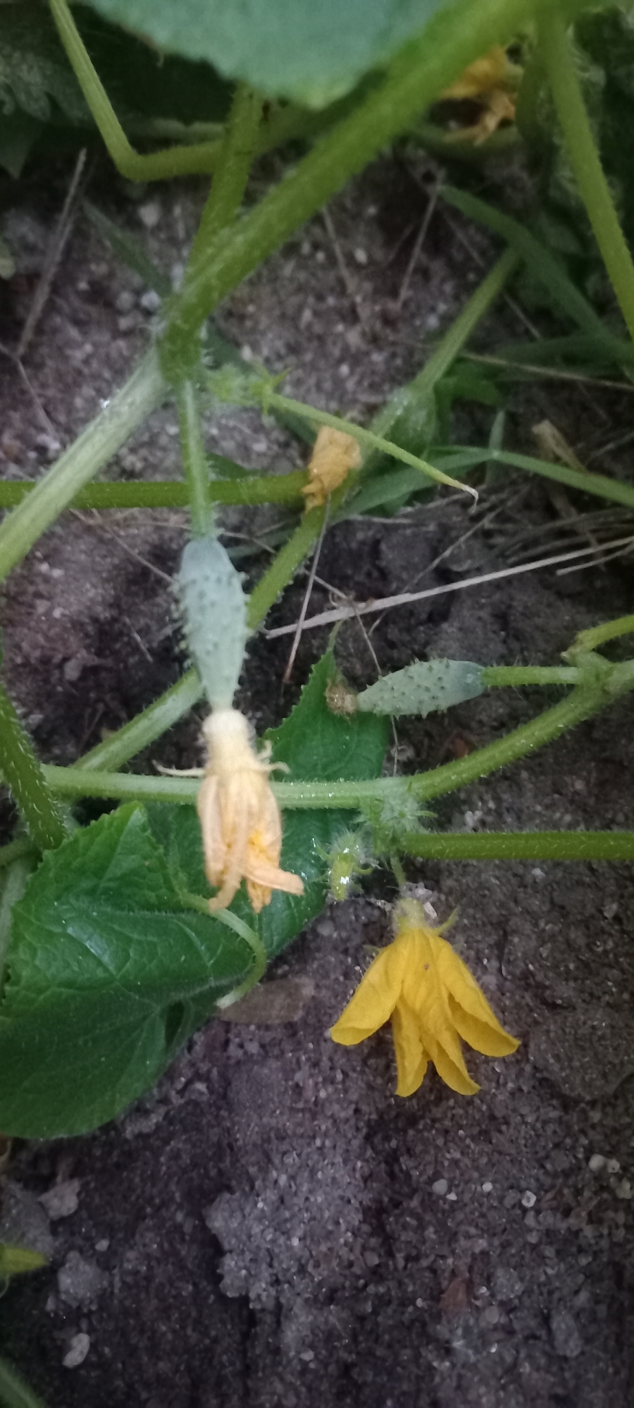Cucumis sativus