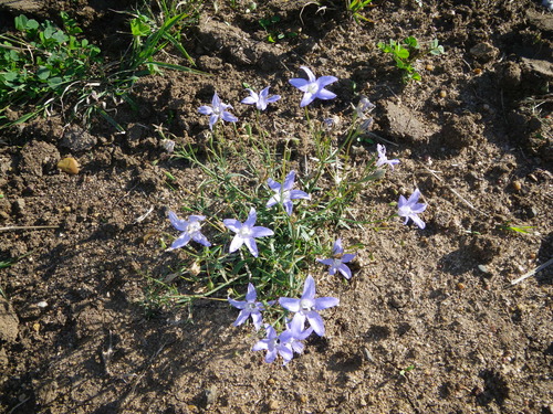 Image of Wahlenbergia capillaris by (c) Lachlan Copeland, some rights reserved (CC BY-SA)