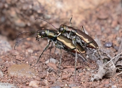 Cicindela marginipennis