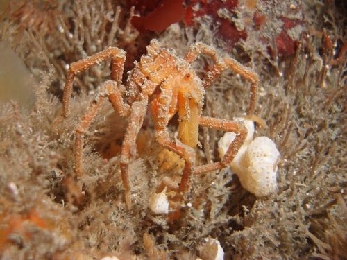 Ammothea clausi