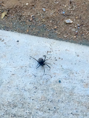 Latrodectus hesperus