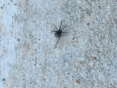 Latrodectus hesperus