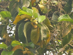 Artocarpus lacucha, photograph (c) Sagnik Dutta Roy, some rights reserved (CC BY)