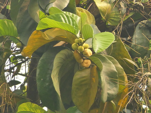 Artocarpus lacucha, photograph 5