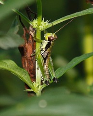 Melanoplus gracilis