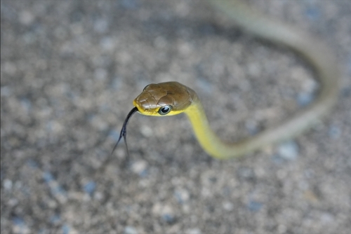 Common Tree Snake sighting