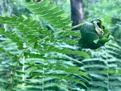 Olethreutes osmundana