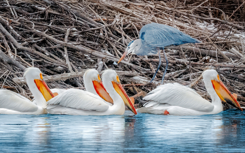 American White Pelican photographed in Colorado