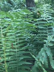 Olethreutes osmundana