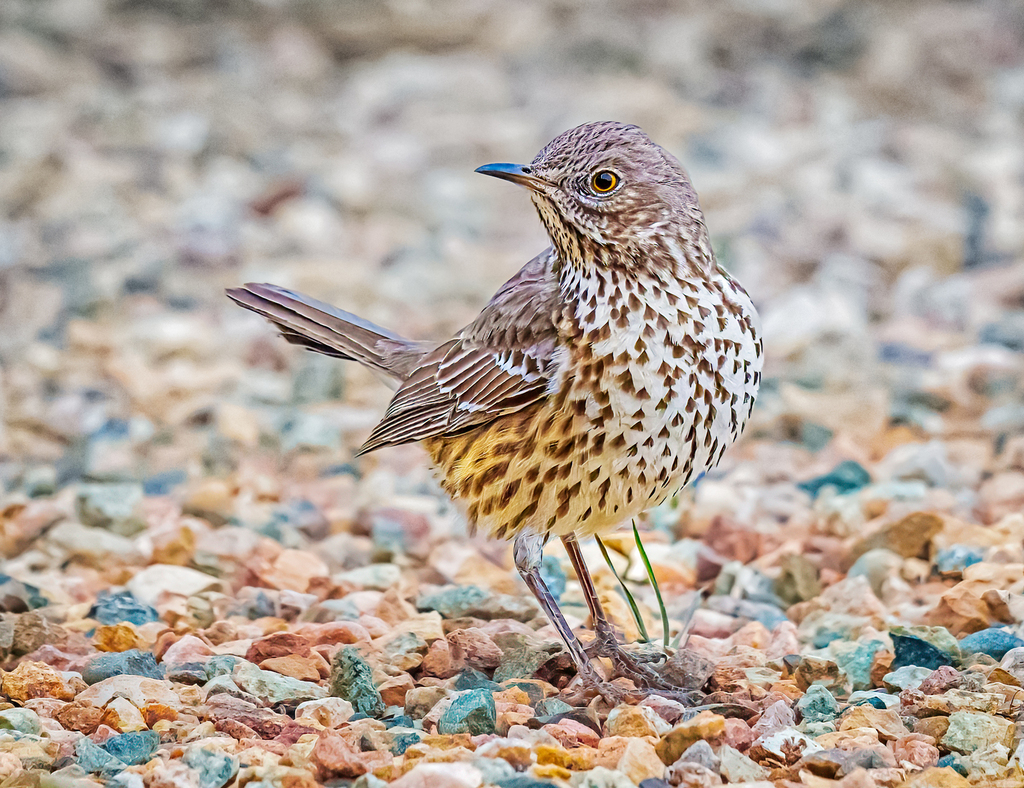 Sage Thrasher