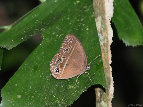 Sulawesi Jungle Brown