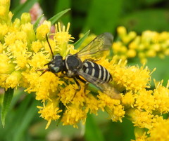 Triepeolus brittaini