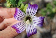 Malva pacifica