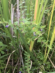 Scutellaria galericulata