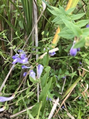 Scutellaria galericulata