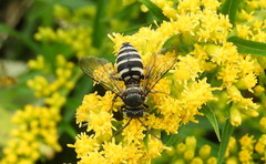 Triepeolus brittaini