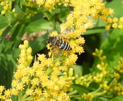 Triepeolus brittaini