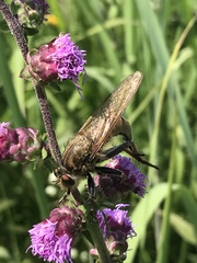Promachus vertebratus