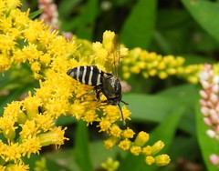 Triepeolus brittaini