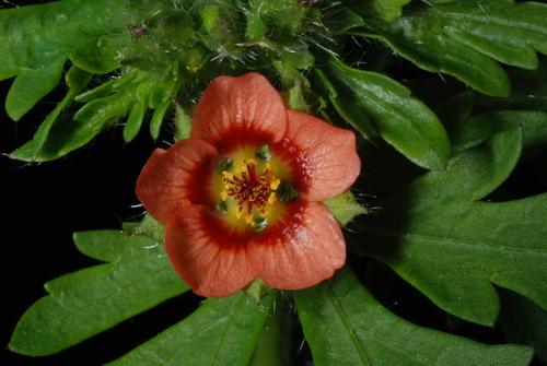 Modiola caroliniana