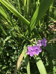 Phlox glaberrima interior