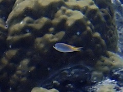 Guam Damsel photo 3