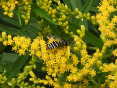 Triepeolus brittaini